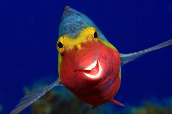 2020搞笑動物攝影獎入圍名單 魚仔開心笑/海龜嬲爆「舉中指」