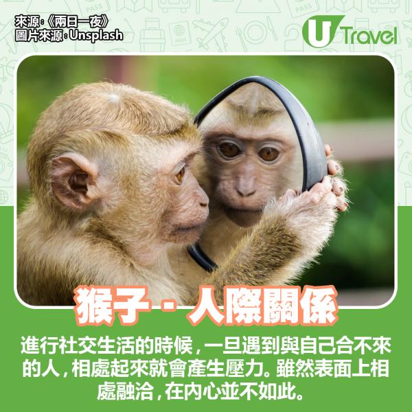 韓國節目大玩人氣心理測驗 動物6選1測主要壓力來源！ 猴子 - 人際關係