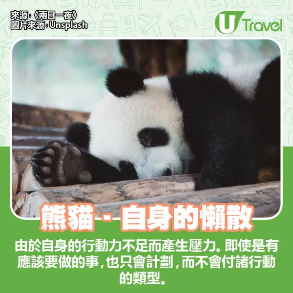 韓國節目大玩人氣心理測驗 動物6選1測主要壓力來源！ 熊貓 - 自身的懶散