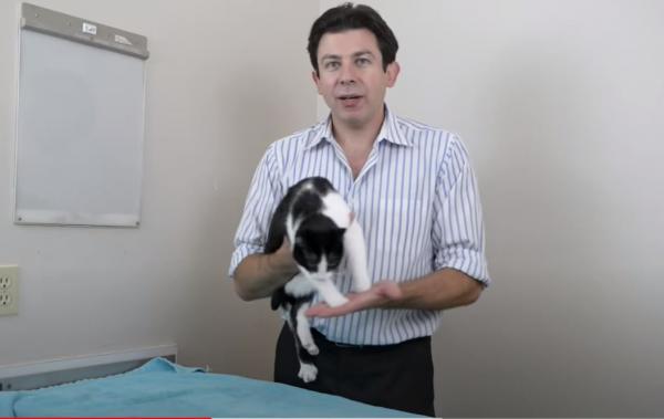加拿大獸醫教授簡單正確抱貓方法 點抱貓不被抓傷?