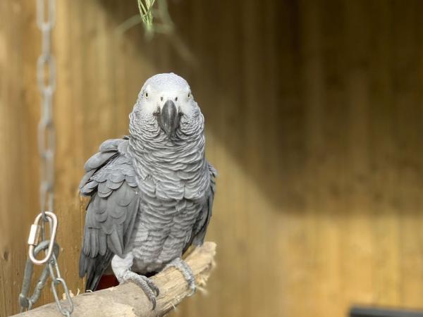 英國動物園5隻鸚鵡爆粗鬧遊客 為免教壞細路遭分開隔離