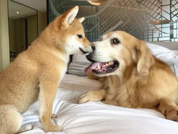 【毛孩放電假期住宿體驗】每房允許攜帶最多2隻狗狗(第2隻需額外付5) Hyatt Centric維港凱悅尚萃酒店3大Staycation推介 【毛孩放電假期住宿體驗】