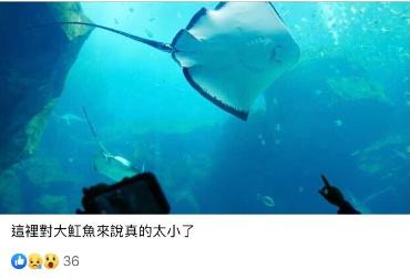桃園Xpark驚見水母斷肢、魚撞玻璃 官方反駁：自始自終都並無虐待動物