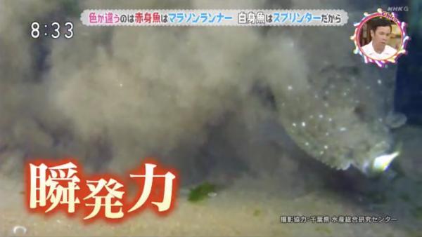 刺身點解分「赤身」、「白身」？ 日本節目講解赤身魚白身魚分別