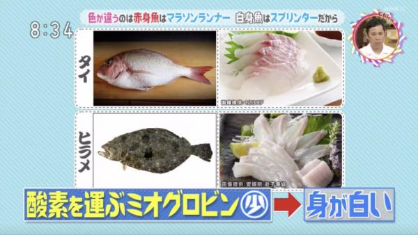 刺身點解分「赤身」、「白身」？ 日本節目講解赤身魚白身魚分別