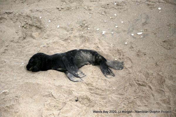 5,000具海豹BB伏屍非洲沙灘 原因未明疑因魚群數量銳減