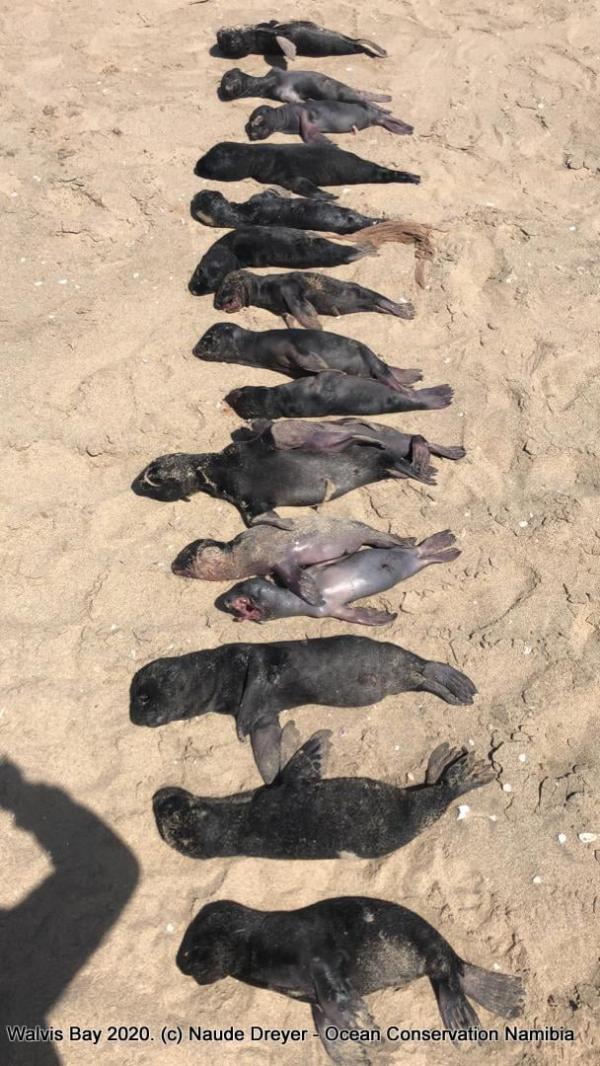 5,000具海豹BB伏屍非洲沙灘 原因未明疑因魚群數量銳減