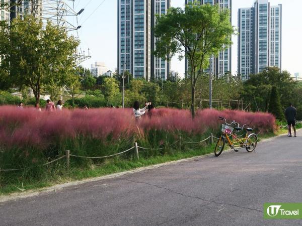 韓國打卡大熱粉紅芒草或惹生態危機？ 環境部﹕列為危害性2級！