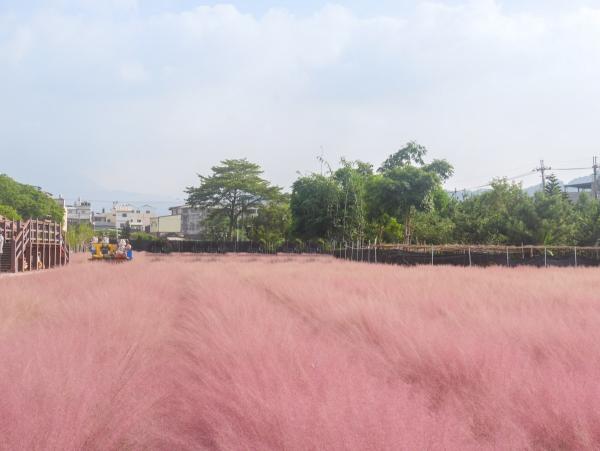 韓國打卡大熱粉紅芒草或惹生態危機？ 環境部﹕列為危害性2級！
