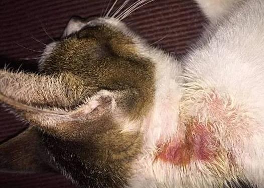 中國男遊泰國捉流浪貓返酒店虐待 頭塞膠樽拔光貓指甲反駁：中國不違法