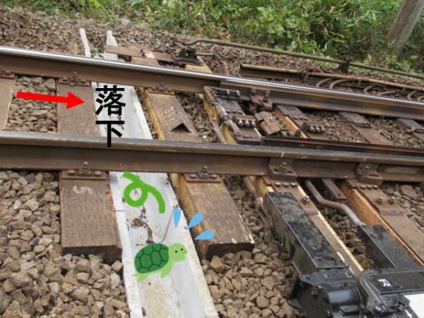 防止誤墮路軌被夾 日本鐵路暖心為烏龜建專用通道