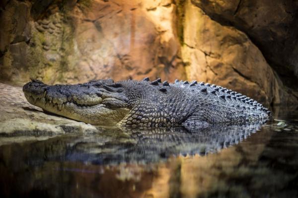 Hermès收購澳洲鱷魚養殖場 動保組織：不要虐待動物