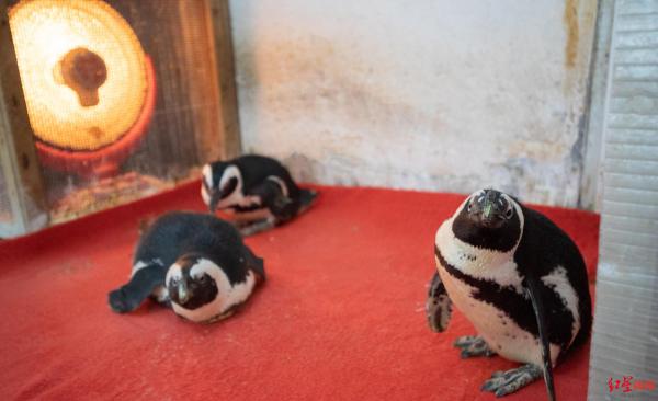 企鵝都會怕冷？ 動物園驚現「取暖」企鵝群