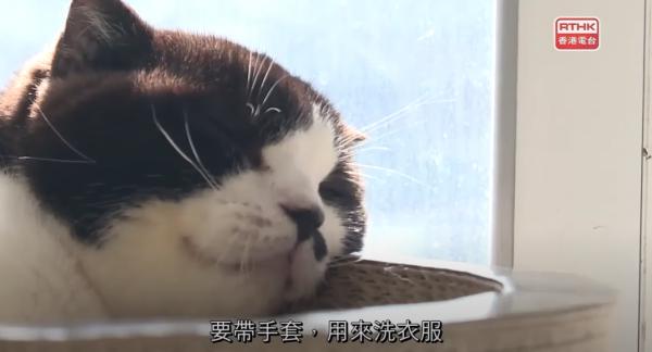 全家移民台灣貓貓病重無法入境 老公決定留港照顧無奈分隔兩地
