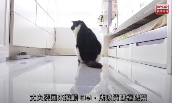 全家移民台灣貓貓病重無法入境 老公決定留港照顧無奈分隔兩地