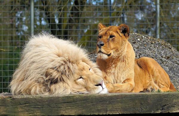 巴塞隆拿動物園4隻獅子確診 初步懷疑被飼養員播毒！