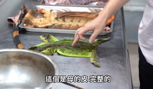 為台灣生態除害！ YouTuber三杯燒酒煮綠鬣蜥 味道更勝雞肉 網民驚訝：寄生蟲超多