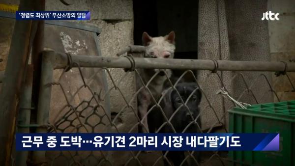 韓媒揭發釜山消防局連環惡行 拯救流浪狗後就圖利轉賣！