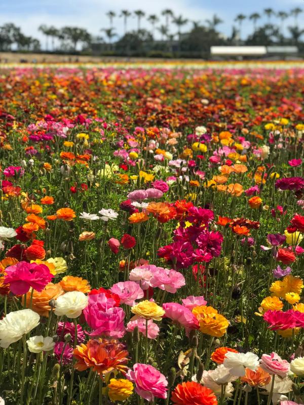 韓國超人氣戀愛心理測驗 直覺選出花朵類型 測你愛情觀和理想型！