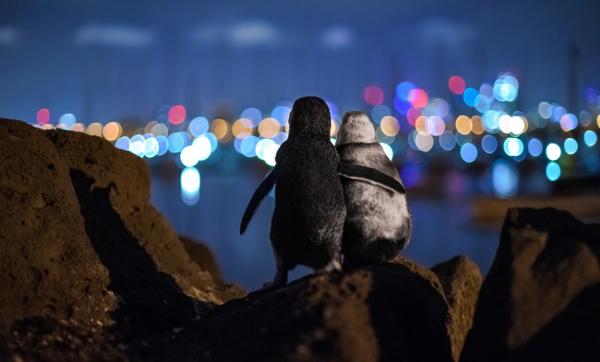 2020國際海洋攝影獎賽果出爐 得獎企鵝拍拖相暗藏感人故事