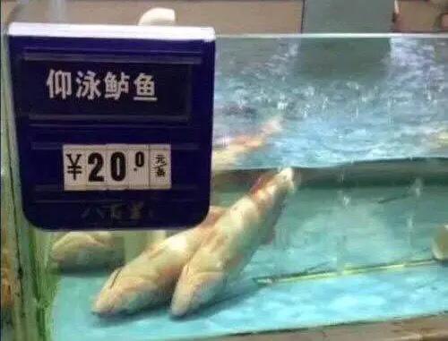 網上瘋傳超市魚缸創意標價牌 網民﹕「反肚魚也能誇成新品種？」