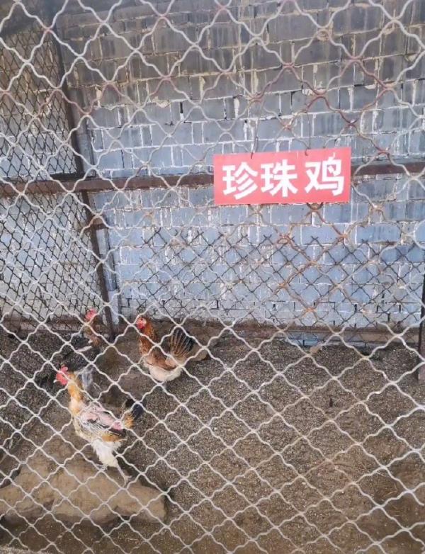 內地最敷衍動物園仍要5蚊入場 網民嘲：這根本是養雞場吧
