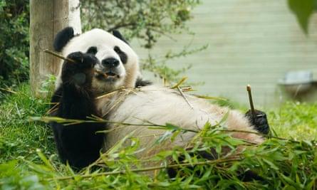 愛丁堡動物園因疫情陷財困 一對大熊貓或需提早歸還中國