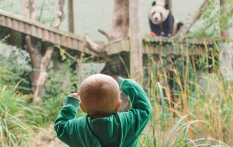 愛丁堡動物園因疫情陷財困 一對大熊貓或需提早歸還中國