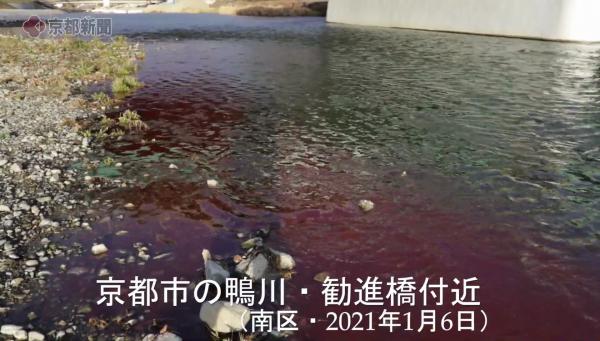 京都鴨川河水突然染成血紅色 由污水渠排出大量紅色不明液體