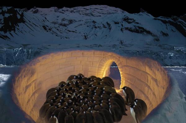 建築師為企鵝設計水上冰屋城市 以科技對抗南極融冰拯救瀕臨絕種企鵝