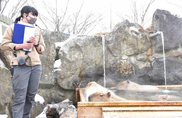 日本水豚浸溫泉比賽冠軍超歎浸足104分 栃木縣動物園產「溫泉王者」奪三連霸