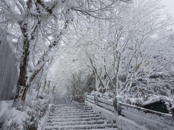 台灣多地降雪現唯美雪景 陽明山、合歡山等成白色冰雪世界