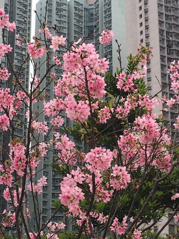 香港花季全年賞花時間地點一覽！ 雞蛋花/櫻花/藍花楹/繡球花/黃花風鈴木