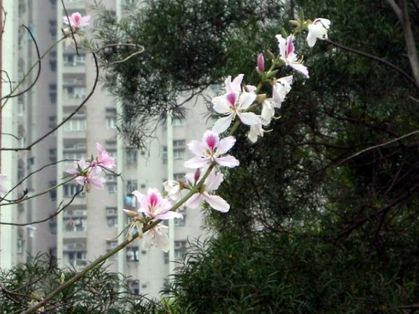 香港花季全年賞花時間地點一覽！ 雞蛋花/櫻花/藍花楹/繡球花/黃花風鈴木