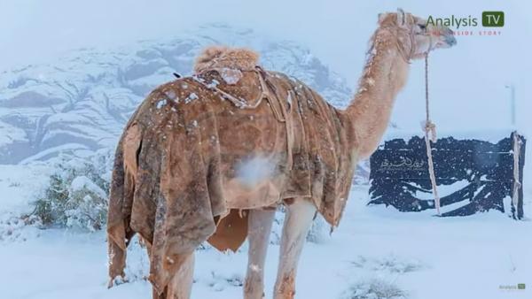 撒哈拉沙漠被積雪覆蓋 溫度降至零下2度