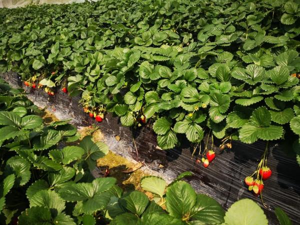 香港4大士多啤梨園推介！ 即摘即食/日本韓國品種草莓/農場免費入場