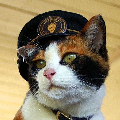 和歌山電鐵可愛貓站長「二代玉」榮升董事！ 特別設計貓咪肉球型檢票打孔器吸客