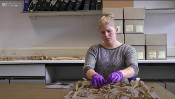 劍橋大學下挖出中世紀墳場 藏300多件骸骨保存完整