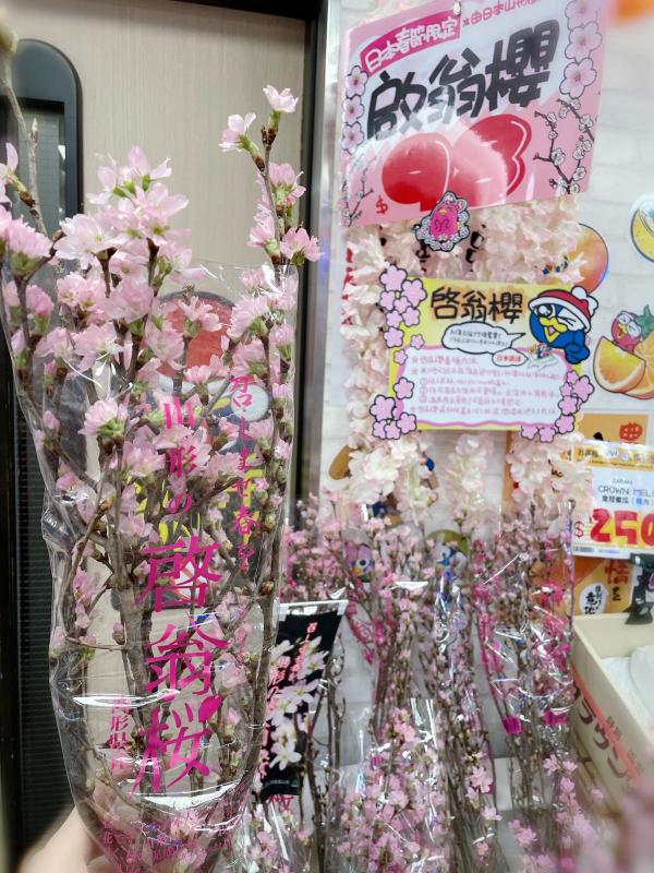 香港DONKI熱賣日本直送櫻花 無得去旅行都可以在家賞櫻！