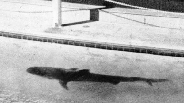 澳水族館虎鯊吐出人類手臂 揭露駭人分屍案