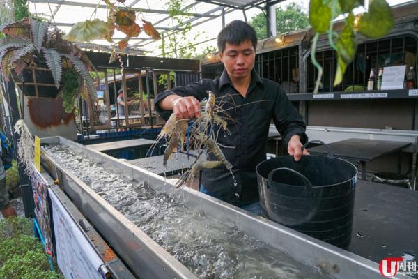 曼谷炭燒流水活蝦超新鮮 
