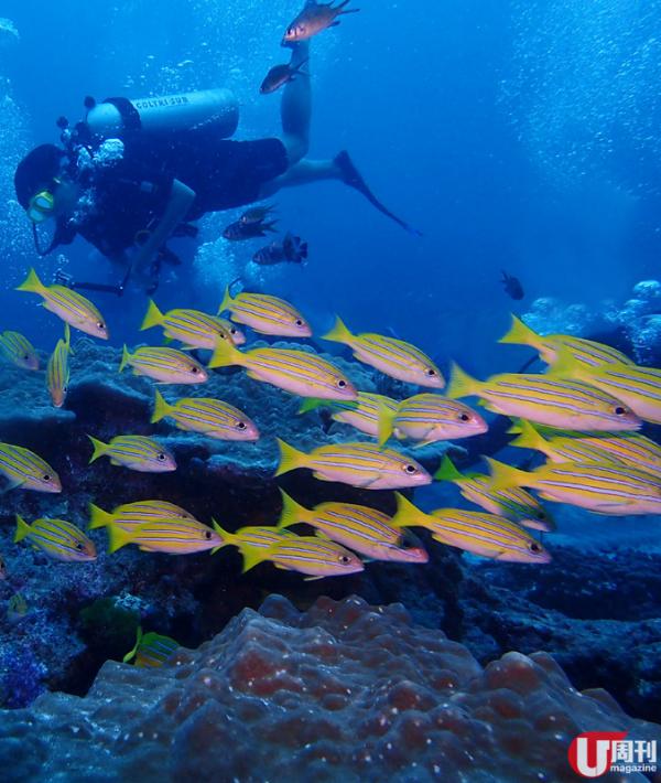  2 月之前到斯米蘭潛水，雖然見到大魚的機會較微，但一樣可以欣賞各式珊瑚、熱帶魚，仲有海龜出沒，絕對不會失望而回！
