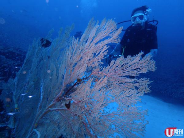  斯米蘭曾經因水溫上升，不少珊瑚礁白化死亡。但當地潛導指近一兩年，海底生態愈來愈好，保存不少完好的扇珊瑚、柳珊瑚可賞。