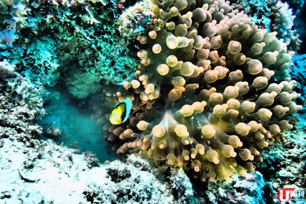  細心留意軟珊瑚之間，小丑魚穿梭其中，狀甚可愛。