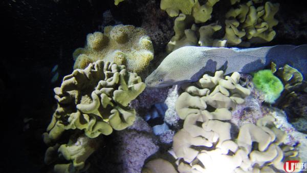  薯鰻棲息珊瑚礁及岩礁的洞穴中，不過性情兇惡，見到要小心被咬傷。