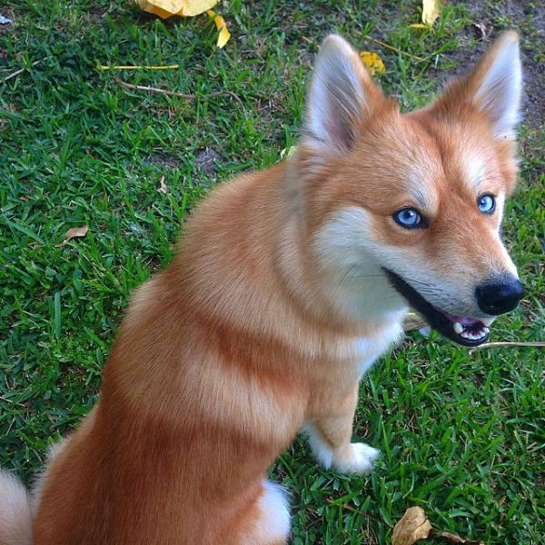 狐狸還是狗傻傻分不清？ 尖耳/藍眼睛/啡黃色毛/長尾巴