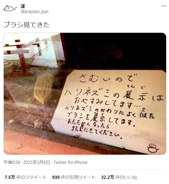日本動物園刺蝟變鬃毛刷 背後原因獲網民激讚好貼心