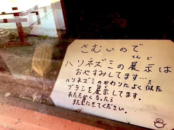 日本動物園刺蝟變鬃毛刷 背後原因獲網民激讚好貼心