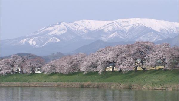 日本櫻花 