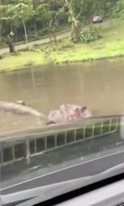 印尼旅客把河馬當垃圾筒 河馬張被口掉膠樽險喪命